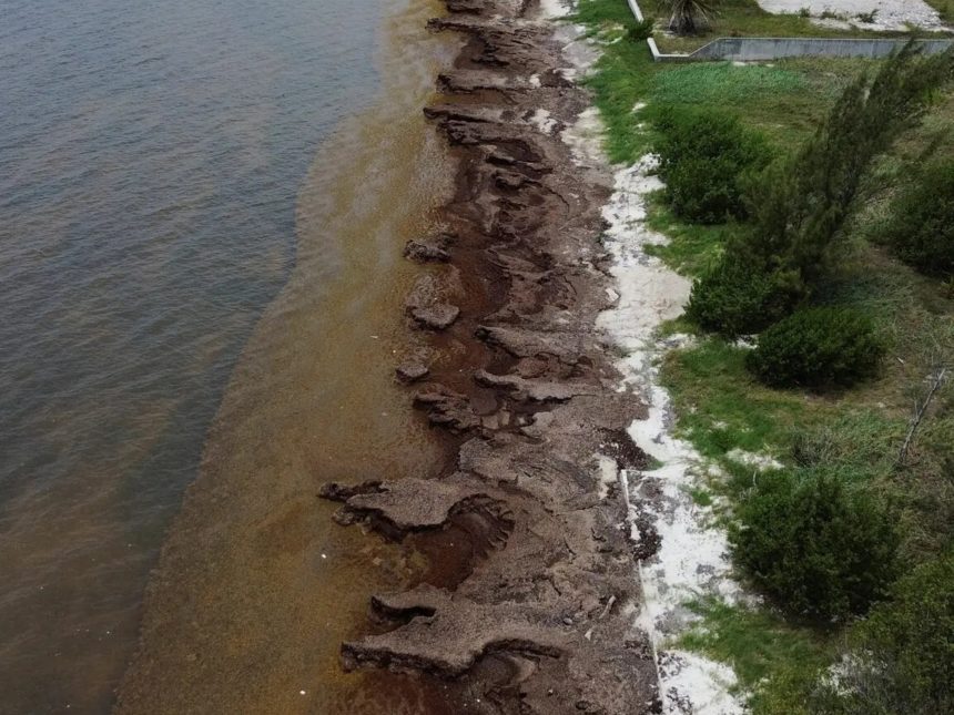 Plan Innovador de México para Salvar Playas de Algas Invasoras