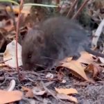 Aislaron en España a un turista franco-argentino que dio positivo al hantavirus en Francia: no tiene síntomas y le realizarán nuevos exámenes