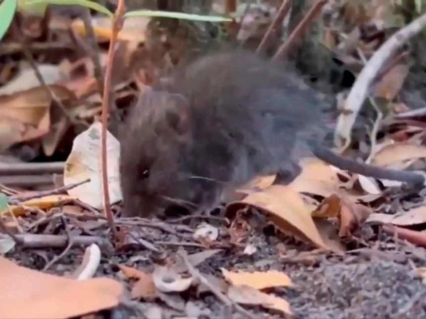 Aislaron en España a un turista franco-argentino que dio positivo al hantavirus en Francia: no tiene síntomas y le realizarán nuevos exámenes