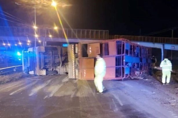 Volcó un camión jaula con ganado en Rosario: algunas vacas pudieron escapar, pero hubo cinco detenidos por faenado
