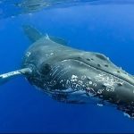 El ruido de las embarcaciones reduce entre un 40 y un 45% la probabilidad de registrar «cantos de ballena», según los científicos