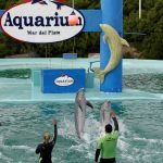 Cierre del Aquarium de Mar del Plata: tasan en U$S 40.000 a cuatro pingüinos y buscan venderlos para poder pagar las cuentas