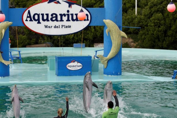 Cierre del Aquarium de Mar del Plata: tasan en U$S 40.000 a cuatro pingüinos y buscan venderlos para poder pagar las cuentas