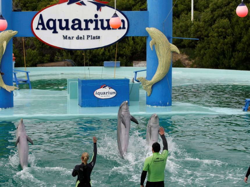 Cierre del Aquarium de Mar del Plata: tasan en U$S 40.000 a cuatro pingüinos y buscan venderlos para poder pagar las cuentas